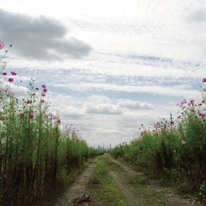 成人av在线播放
