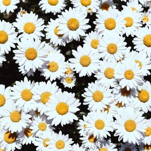 成人av在线播放
